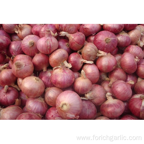 Shandong Best Quality Red Onion